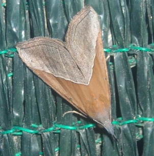 Hypena lividalis?  S